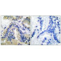 CASP10 antibody