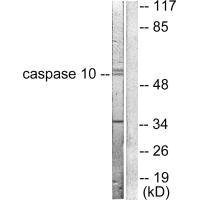 CASP10 antibody