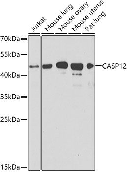 CASP12 antibody