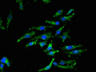 CASP12 antibody