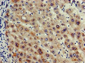 CASP12 Antibody