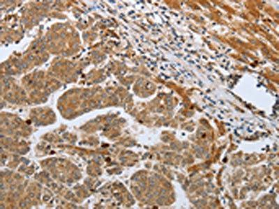 CASP12 Antibody