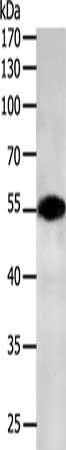 CASP12 antibody