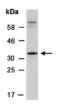 CASP12 (N) Antibody, Rabbit Polyclonal