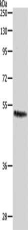 CASP2 Antibody