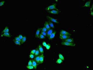 CASP4 antibody