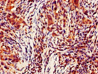 CASP4 Antibody