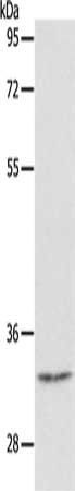 CASP6 Antibody