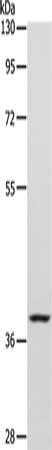 CASP7 Antibody