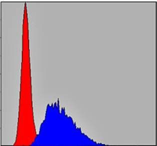 CASP8 Antibody