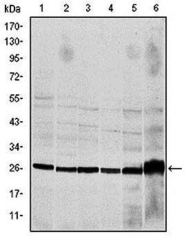 CASP8 Antibody