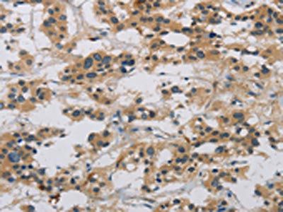 CASP9 Antibody
