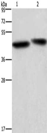 CASP9 antibody