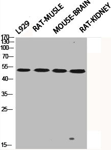 CASP9 Antibody