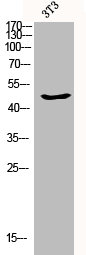 CASP9 Antibody