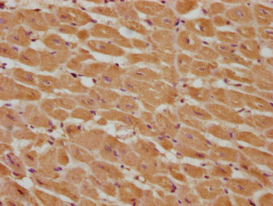 CASP9 antibody