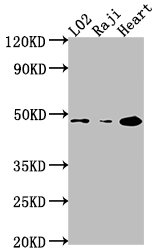 CASP9 Antibody