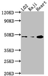 CASP9 antibody