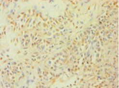 Caspase 1 antibody