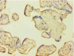 CASP1 Antibody