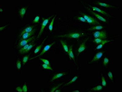 Caspase 1 antibody