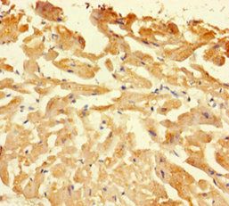 Caspase 1 antibody