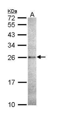 caspase 14 Antibody