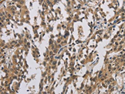 CASP3 Antibody