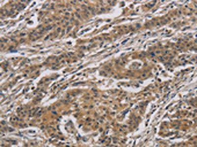 CASP3 Antibody