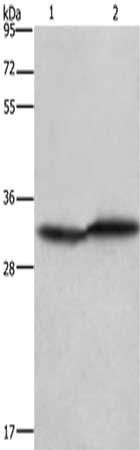 Caspase 3 antibody