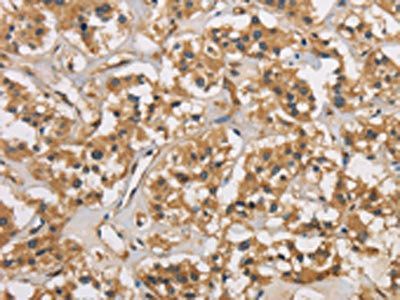 CASP3 Antibody