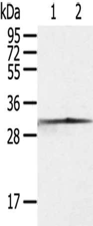 Caspase 3 antibody