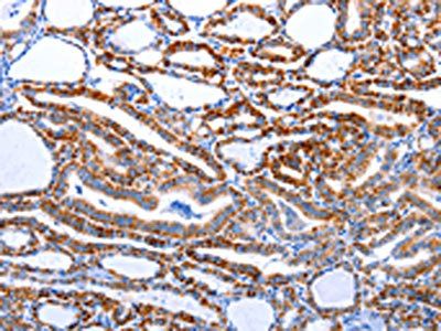 CASP3 Antibody