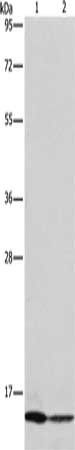 Caspase 3 antibody