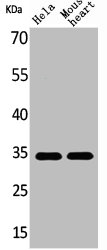 CASP3 Antibody