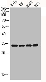 CASP3 Antibody