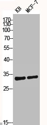 Caspase 3 antibody