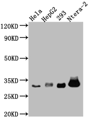 CASP3 Recombinant Monoclonal Antibody