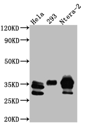 CASP3 Recombinant Monoclonal Antibody
