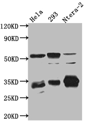 CASP3 Recombinant Monoclonal Antibody