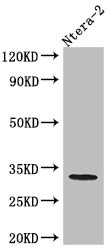 CASP3 Recombinant Monoclonal Antibody