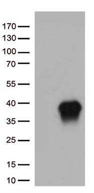 CASP3 Antibody