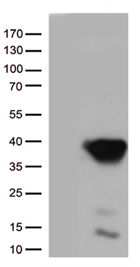 CASP3 Antibody