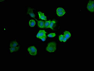 CASP7 Antibody