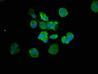 Caspase-7 antibody