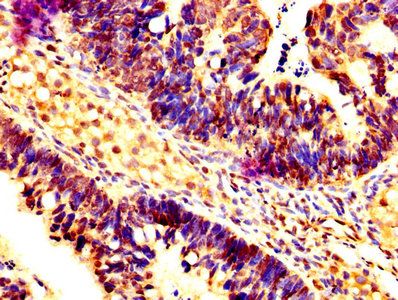 CASP7 Antibody