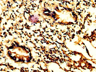 CASP7 Antibody