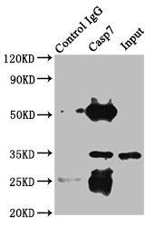 CASP7 Antibody