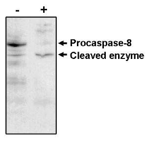 Mouse Human Caspase-8 Antibody