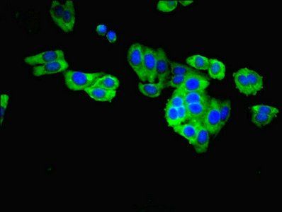 Caspase 8 antibody